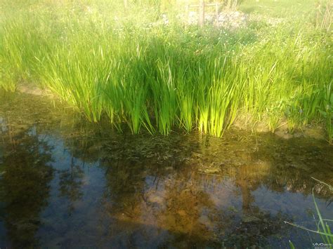农村河里常见水草,农村河边常见的水草,农村河里的水草图_大山谷图库