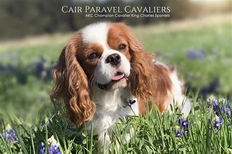 Home - AKC Champion Cavalier King Charles Spaniels Puppies for Sale ...