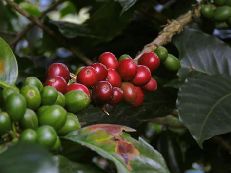 Can You Grow Coffee Beans? Here's How To Grow Coffee Beans (Explained) - Hero Coffee