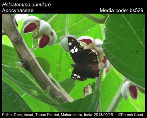 Holostemma annulare | Butterfly