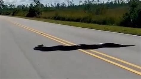 Image result for What a 15 Foot Python Can Do