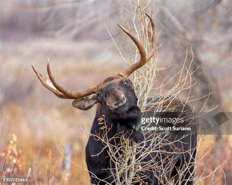 Image result for Pictures for Whacking To