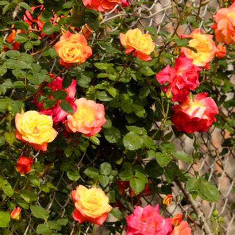 Exclusive Live Orange climbing rose Plant – GreenParadiseLive