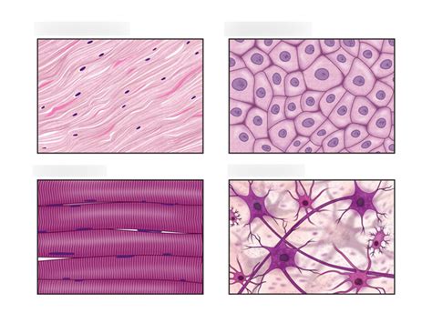 Basic Tissues 的图像结果
