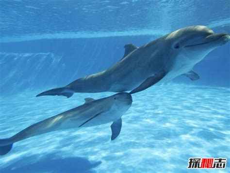 关于海豚的几个你不知道的冷知识 - 哔哩哔哩