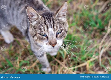Kitten With Purulent Conjunctivitis And Nasal Discharge Royalty-Free ...