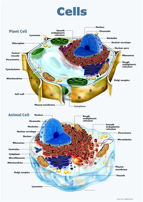 Biology Cell Structure 的图像结果