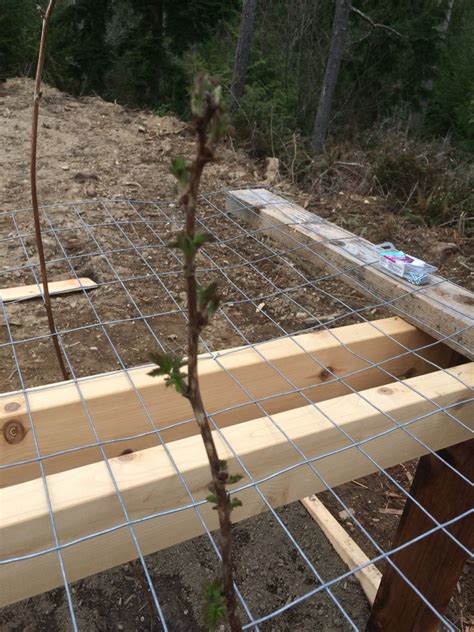 Image result for How to Build Raspberry Trellis