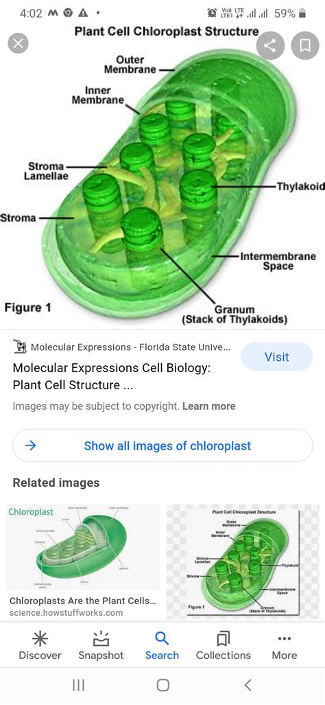 Chloroplast Structure - Biology - Notes - Teachmint