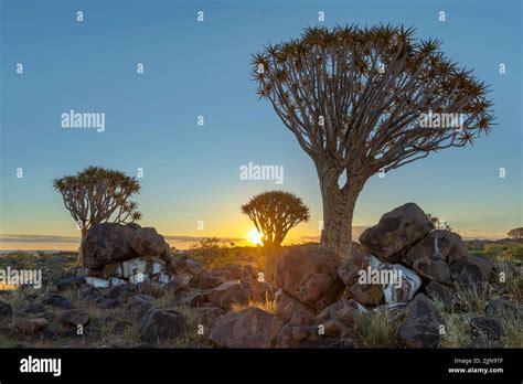 Image result for Rbeadth First Search Algorithm GIF