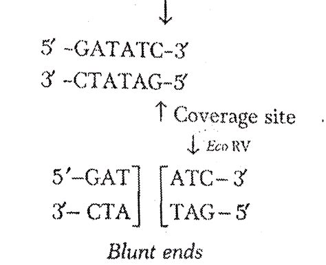Which of the following restriction enzymes produces blunt ends