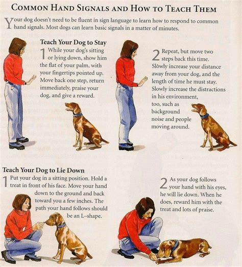 Image result for Common Hand Signals for Dogs Sheet