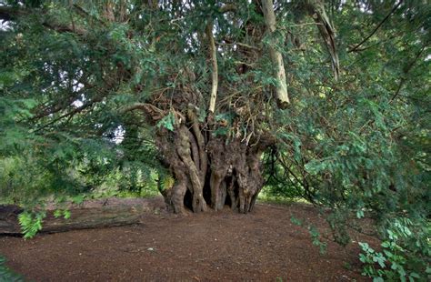 Yew Tree Wallpapers (26 images) - WallpaperCat