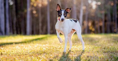 Rat terrier: fotos, características, cuidados y curiosidades