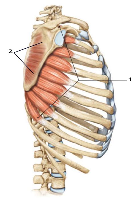 Articulacion Glenohumeral Anatomia