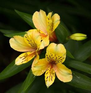 FRESHO alstromeria beautiful flower hybrid seeds 1-packet Seed Price in ...