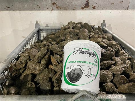 Ice and Seafood | KOOL Ice & Seafood Co | Cambridge, MD