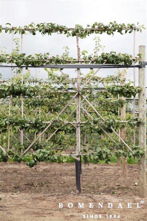 Fruitbomen, meerstammige bomen en leibomen uit eigen kwekerij!