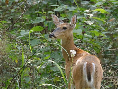 Oh, Deer - What to do?! — Plant Virginia Natives