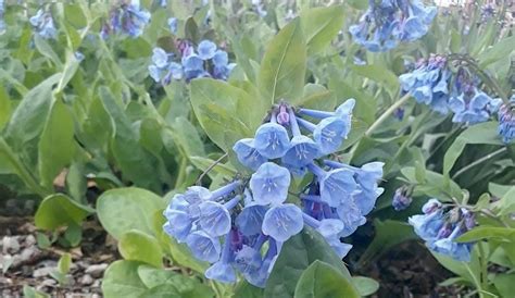 APRIL HABITAT GARDENS - Merriam Spring Magic, 5200 Lowell St, Mission ...