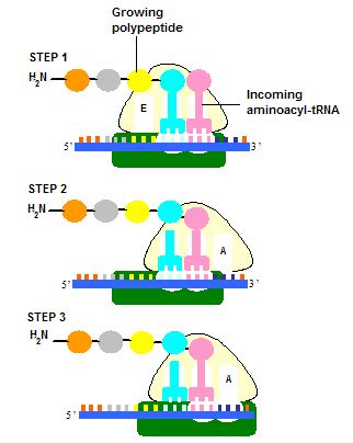 Image result for Post Translation Process Animation