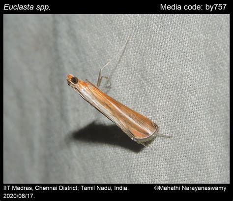 Euclasta spp. Lederer, 1855 - | Moths