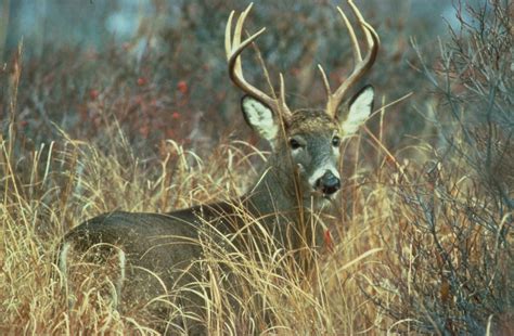10 Point Buck Attacks Man In Troy