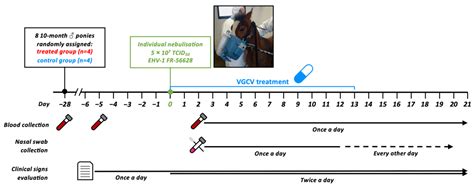 Oral Administration of Valganciclovir Reduces Clinical Signs, Virus ...