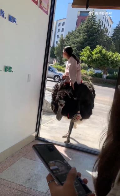 云南小女孩骑鸵鸟上学从容淡定 网友：我们都骑大象，毕竟是四驱的_中华网