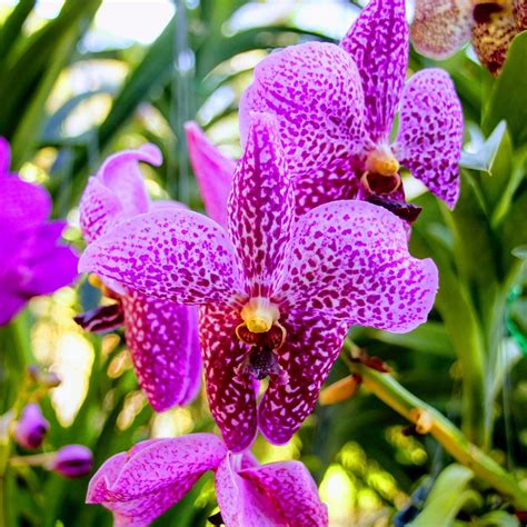 ORCHID AND BUTTERFLY FARM (2025) All You Need to Know BEFORE You Go ...