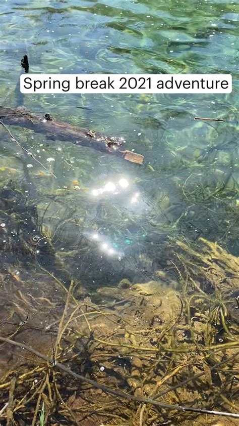 Image result for Spring Break 2021Contests