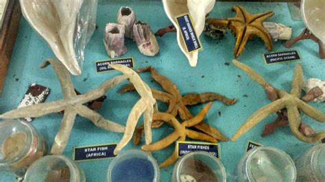 SHELL MUSEUM (2026) All You Need to Know BEFORE You Go (with Photos ...