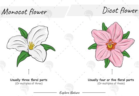 Monocot Flower vs Dicot Flower Comparison