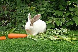 Image result for Baby Bunny Eating Carrot