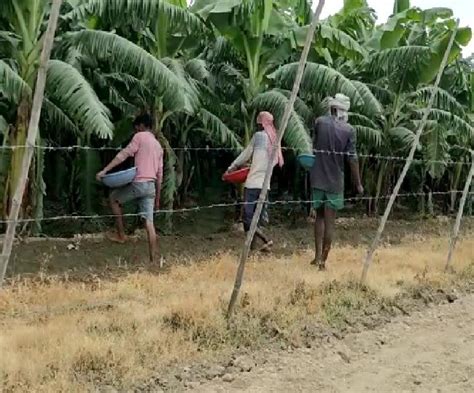 पद्मश्री रामसरन का ' गांव में काम ' मॉडल रोकेगा किसानों का पलायन ...
