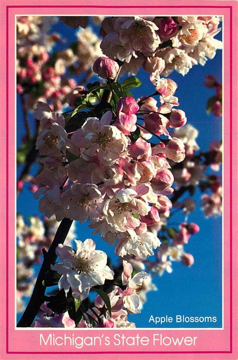 Michigan State Flower