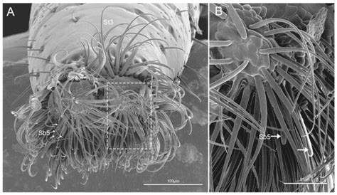Insects | Special Issue : Insects: Functional Morphology, Biomechanics ...