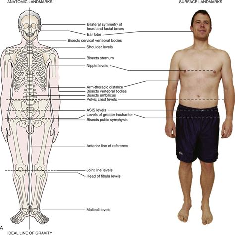 Image result for Normal Posture