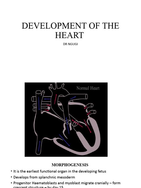 Image result for Heart Development Process