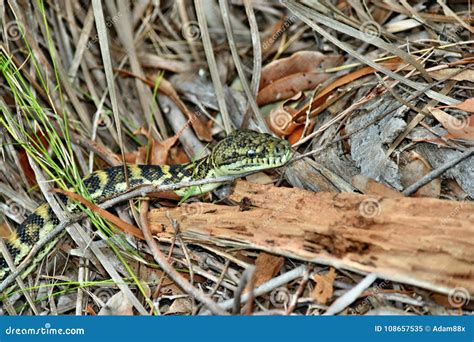 Image result for Australian Python Snake