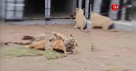 Dog and tiger cub fought fiercely people enjoyed seeing the love ...