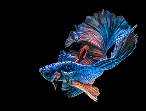 Image result for Fish Key Script Code