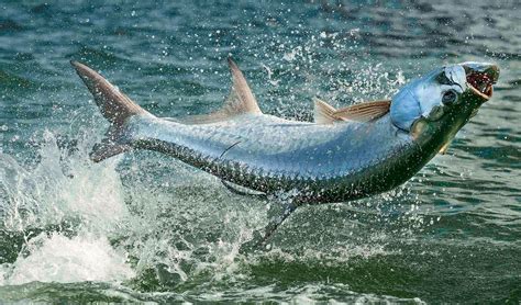 Boat Storage | Pete's Pier Marina and Boat Storage | United States