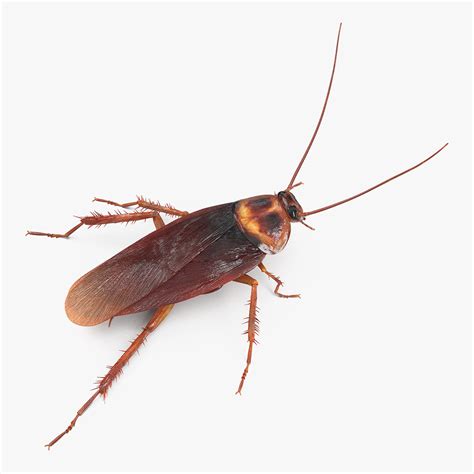 Animated Cockroach 的图像结果