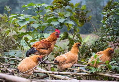 散养土鸡、乌鸡场地选择12项要点，生态养殖、青山绿水是关键_养殖一点通