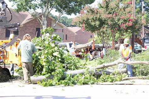 Image result for Proper Tree-Planting