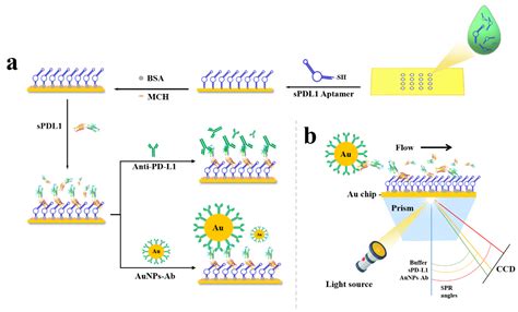 Wide-Range SPRi Sensors Based on Aptamer/sPD-L1/anti–PD-L1 Sandwich and ...