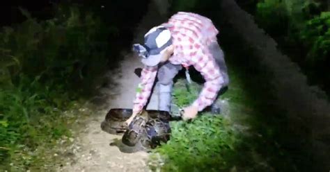 Image result for Alligator vs Python Nat Geo Wild