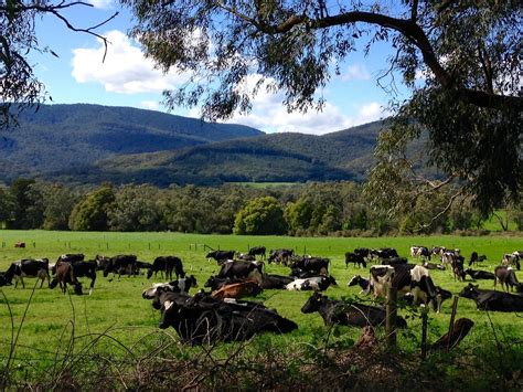 THE 10 BEST Places to Visit in Yarra Junction (2026)