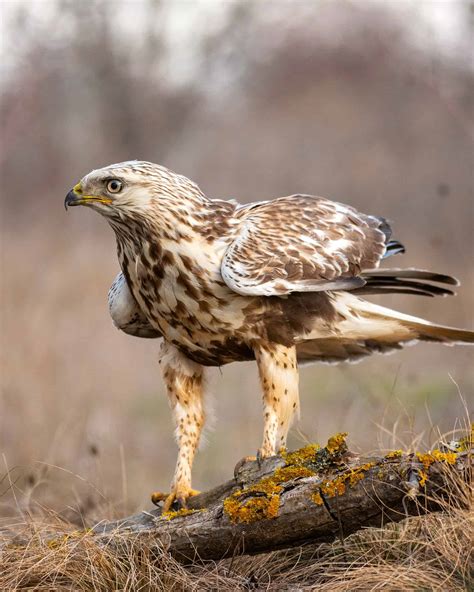 12 Amazing Hawks With White Heads